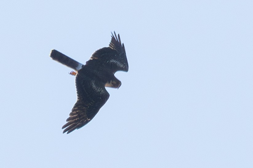 Pallid Harrier - ML646337824