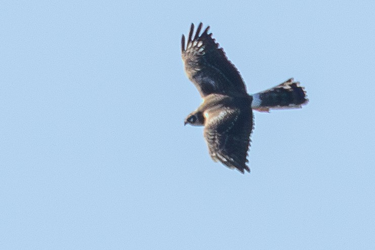 Pallid Harrier - ML646337825