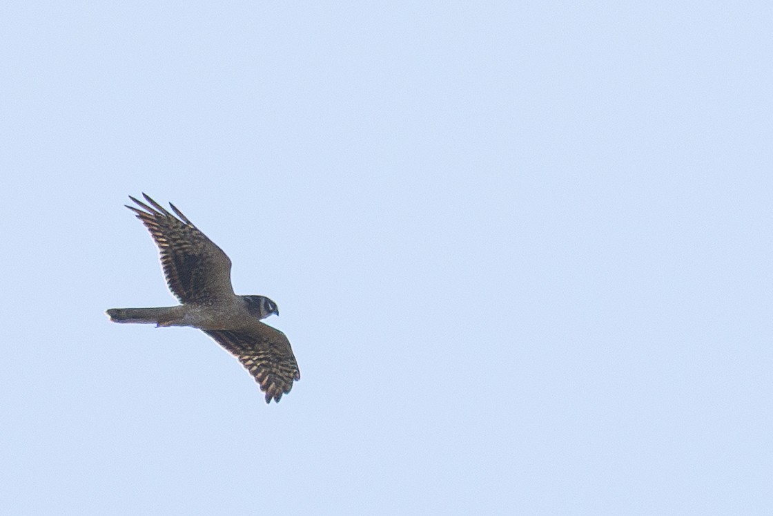 Pallid Harrier - ML646337826