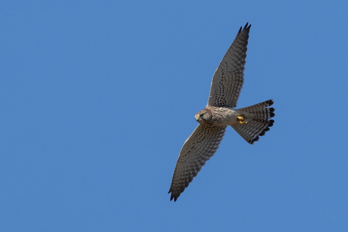 Eurasian Kestrel - ML646337828