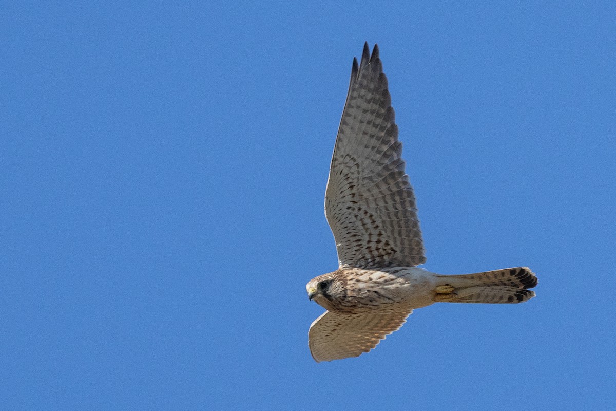 Eurasian Kestrel - ML646337829