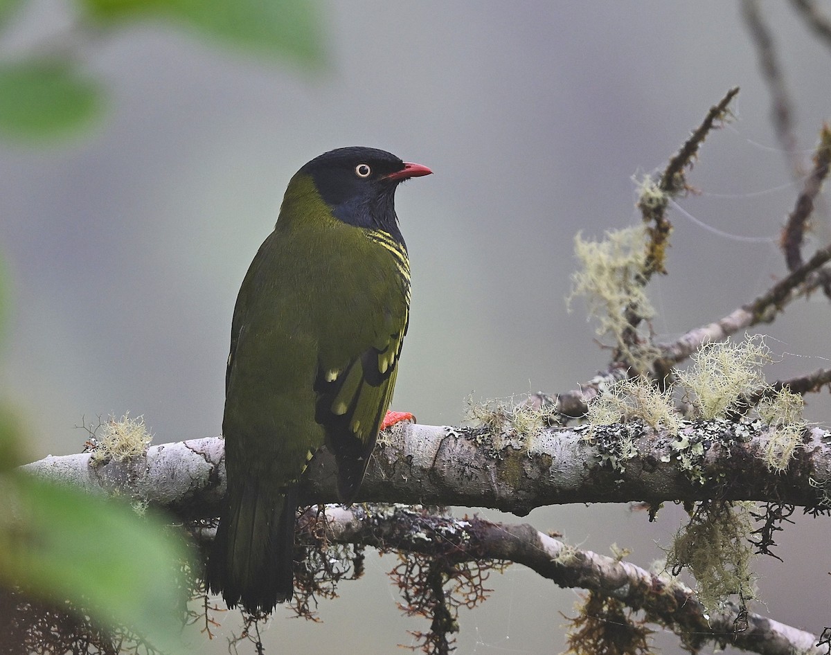 Barred Fruiteater - ML646337831