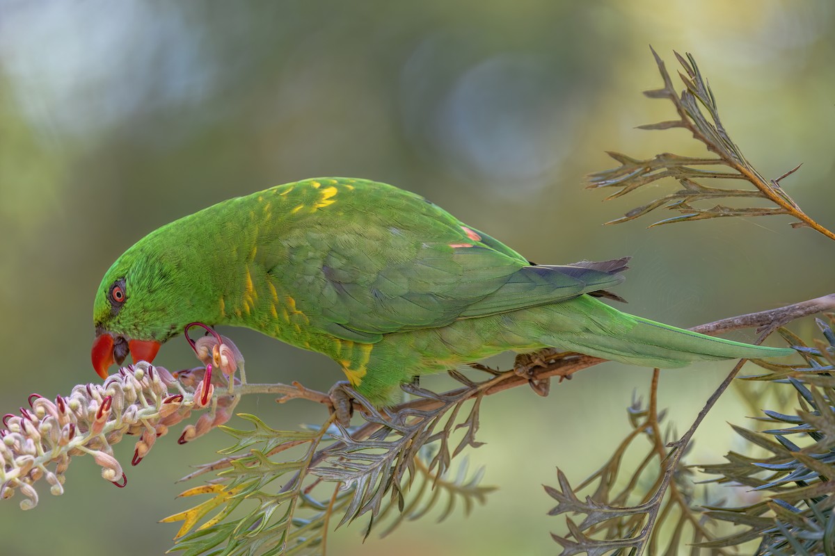 Scaly-breasted Lorikeet - ML646337838