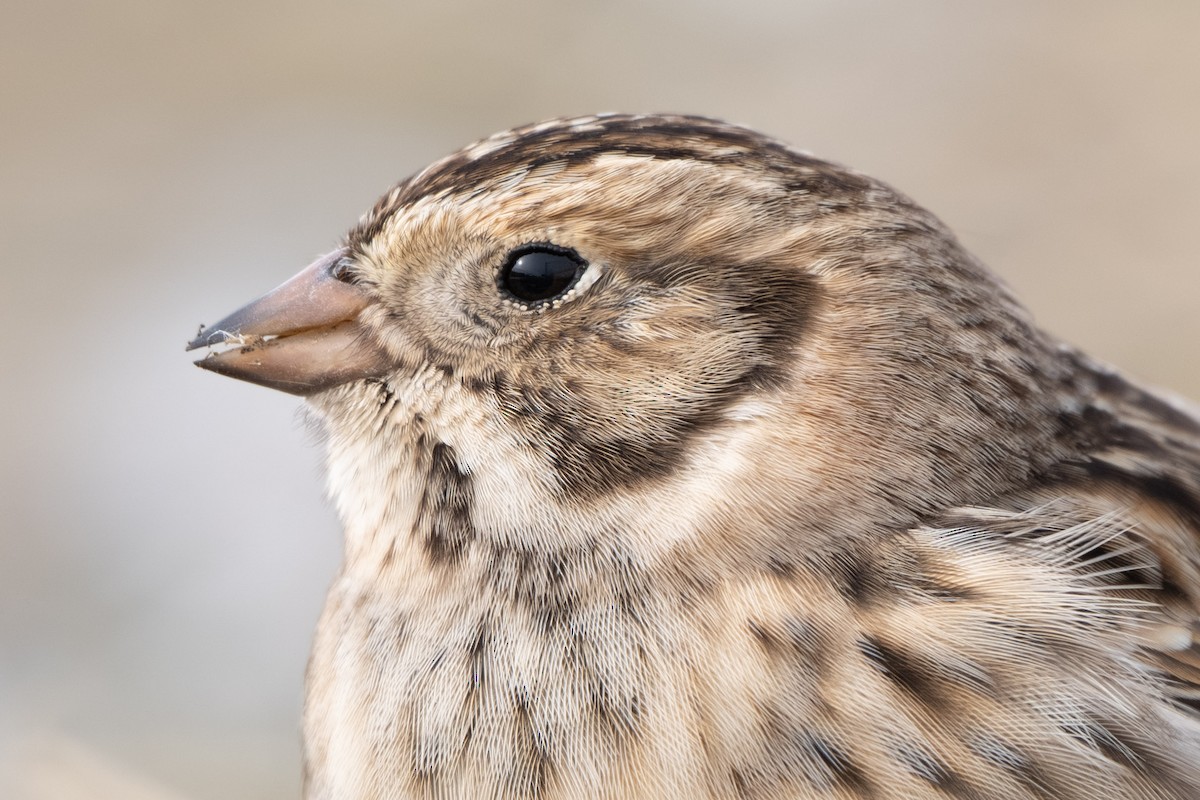 Lapland Longspur - ML646337839