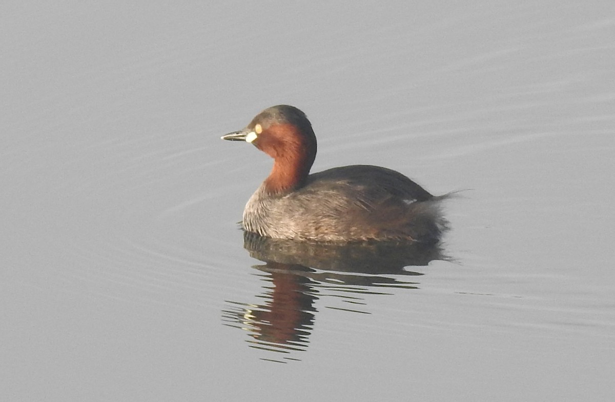 Little Grebe - ML646337840