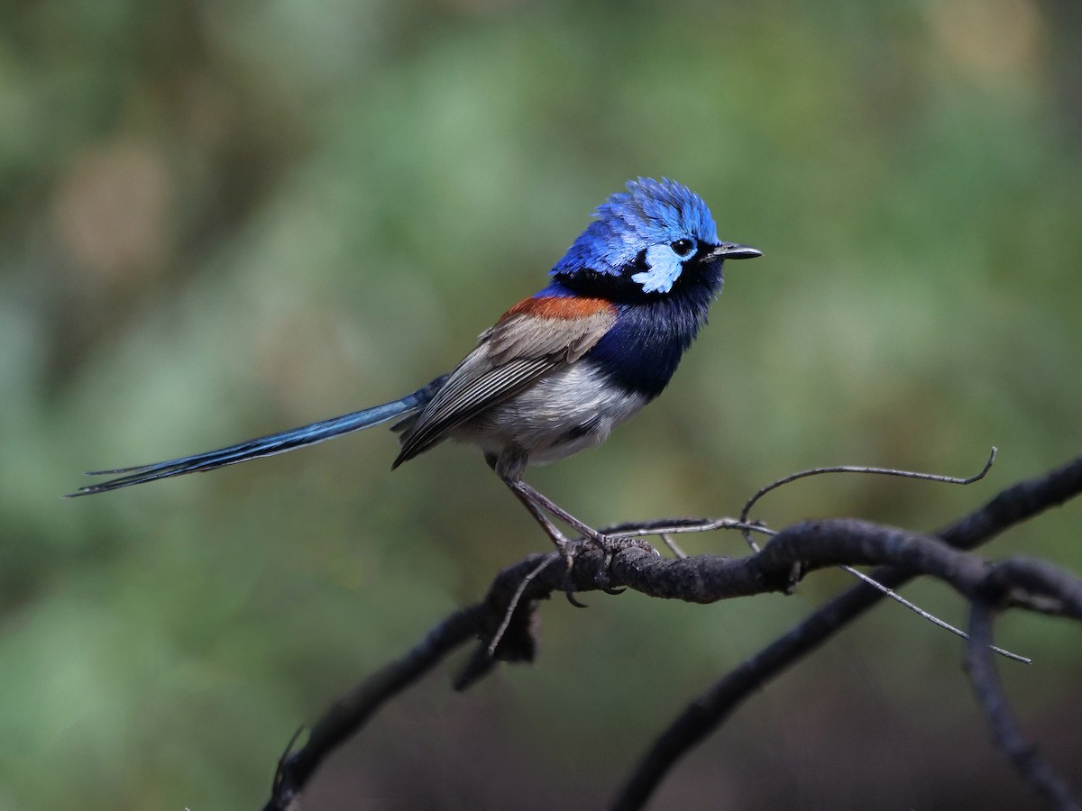 Малюр індиговий - ML646337841