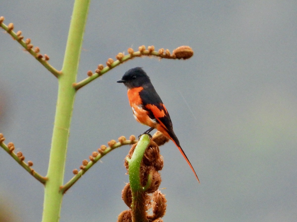 Graukehl-Mennigvogel - ML646337842