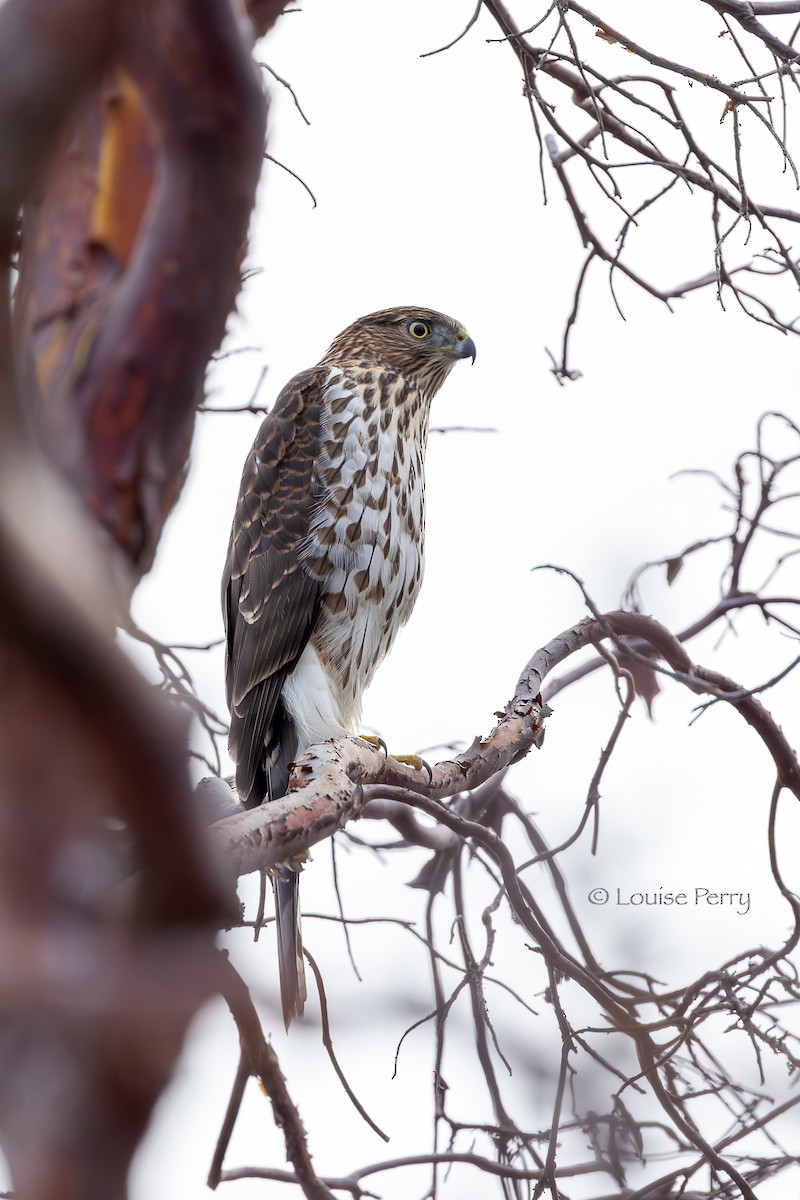 Яструб чорноголовий - ML646337843