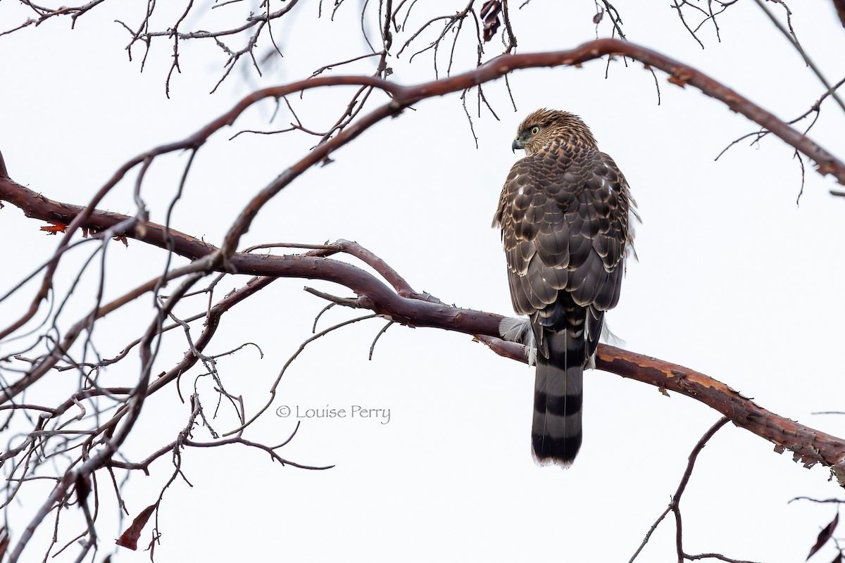 Яструб чорноголовий - ML646337844