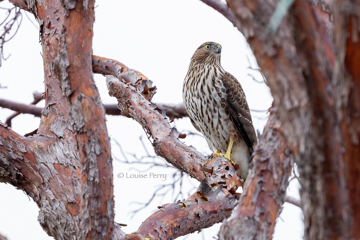 Яструб чорноголовий - ML646337845