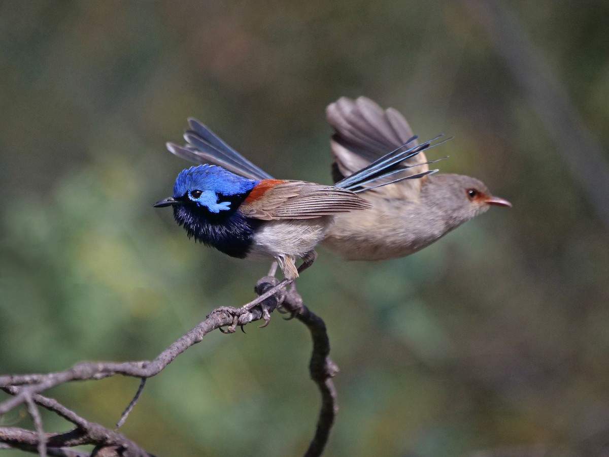 Малюр індиговий - ML646337846