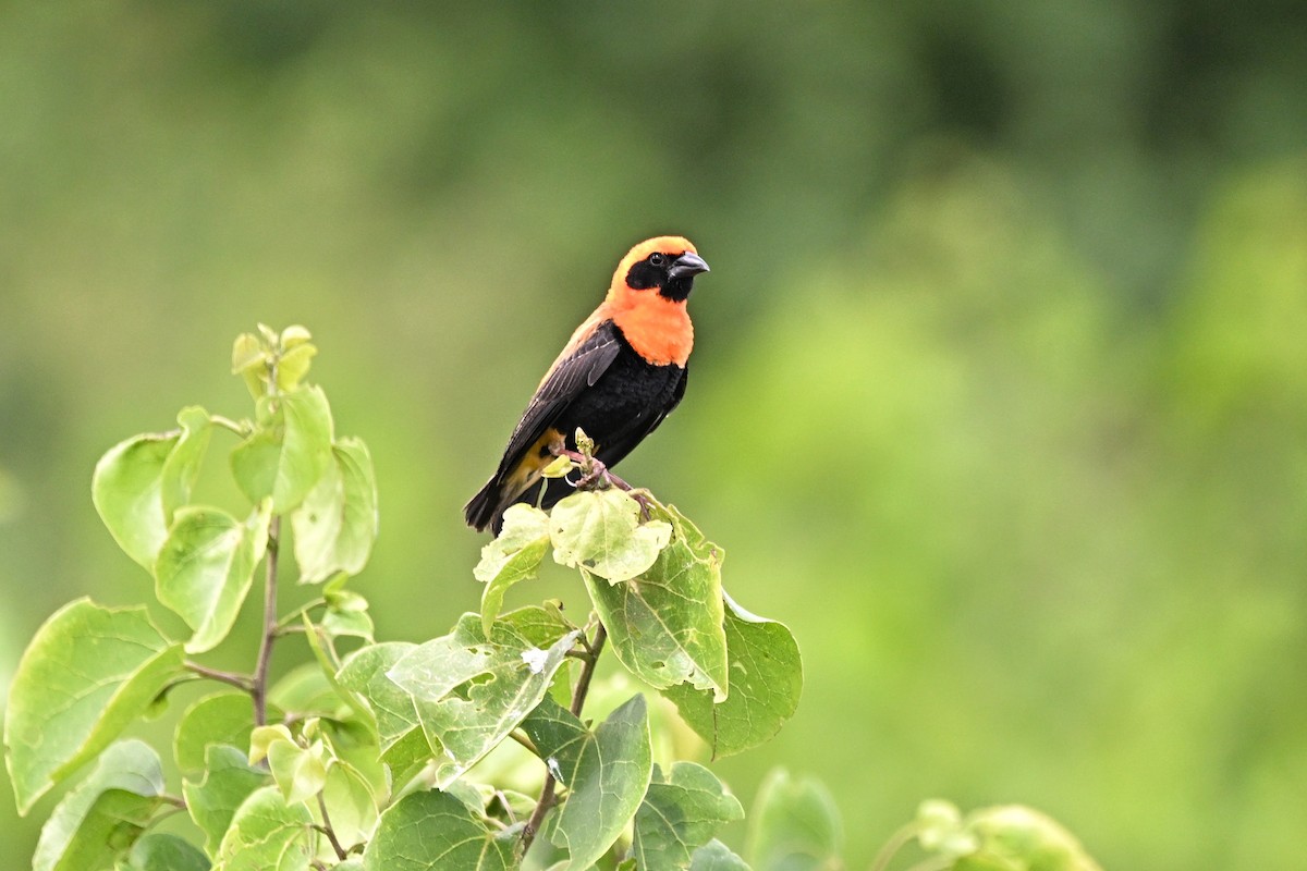 Вайдаг чорнокрилий - ML646337847