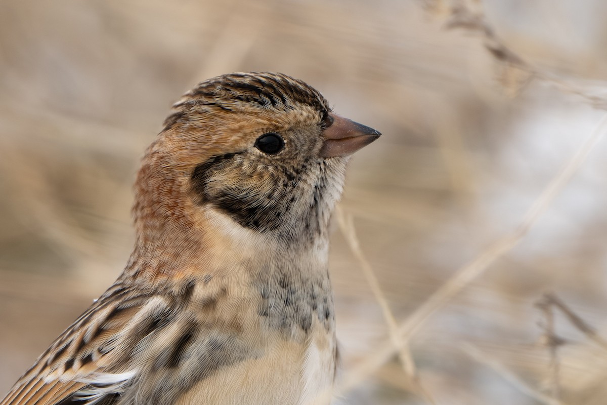 Подорожник лапландський - ML646337848