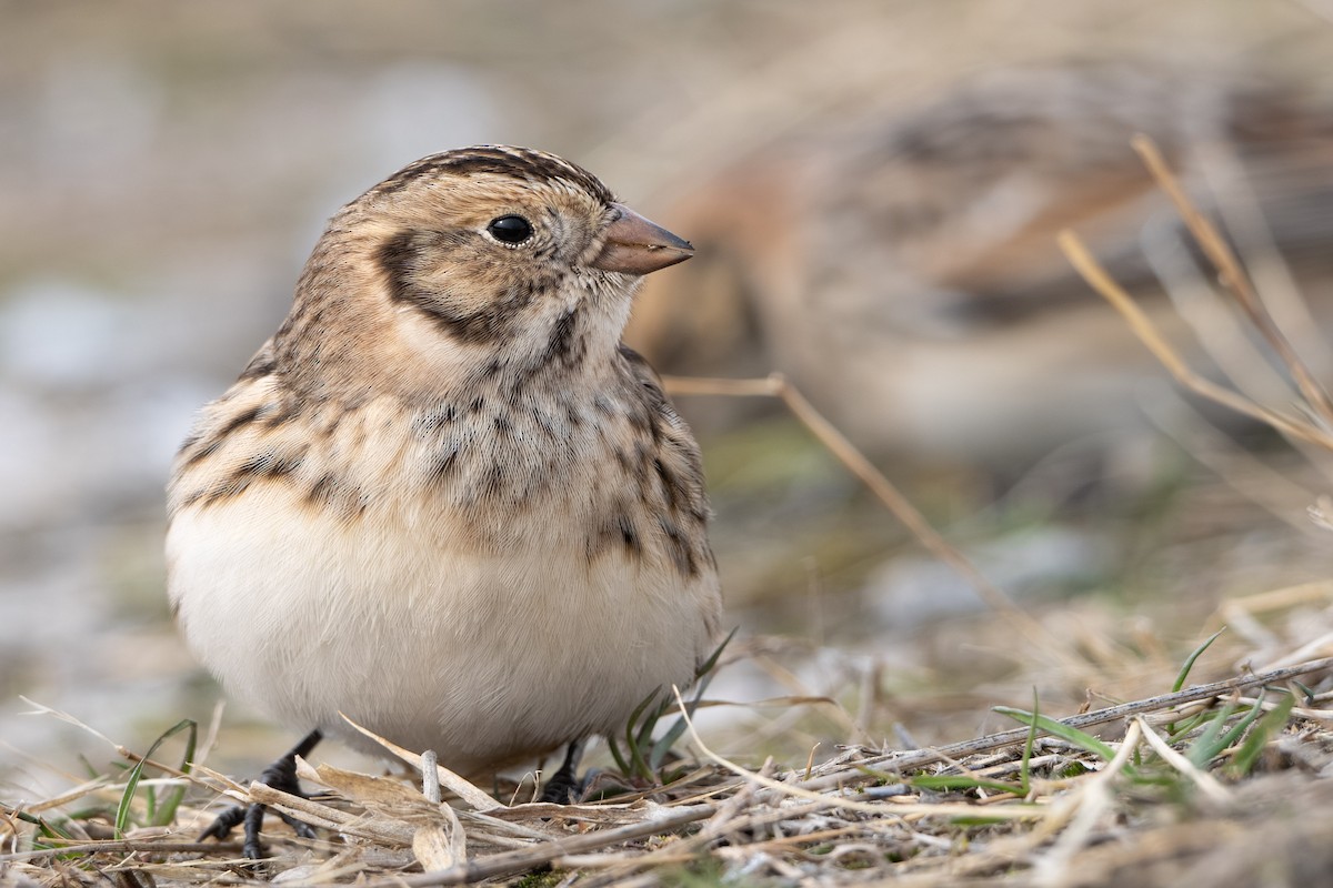 Подорожник лапландський - ML646337849