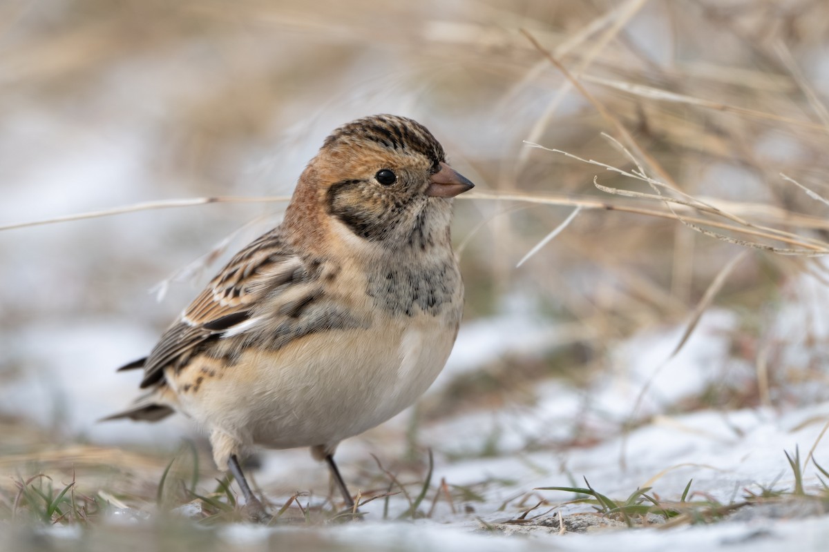 Подорожник лапландський - ML646337850