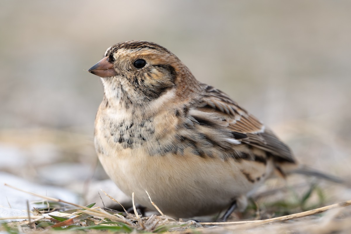 Подорожник лапландський - ML646337851
