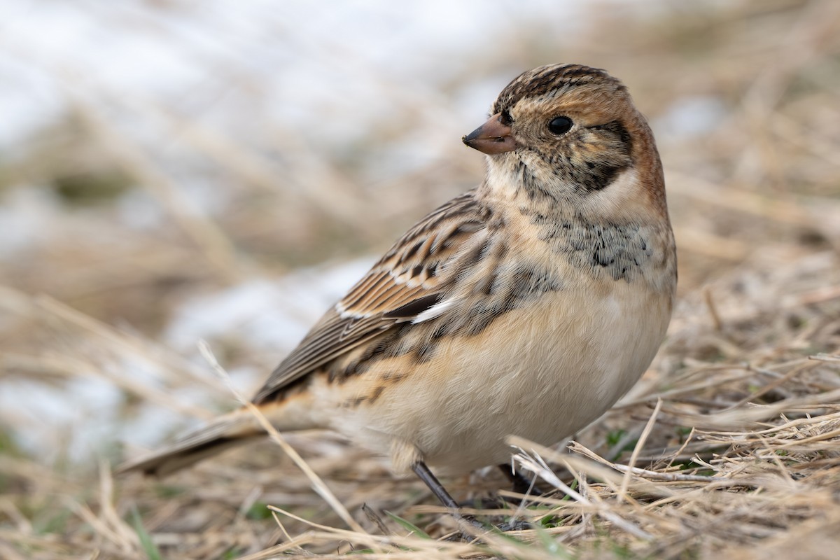 Подорожник лапландський - ML646337852