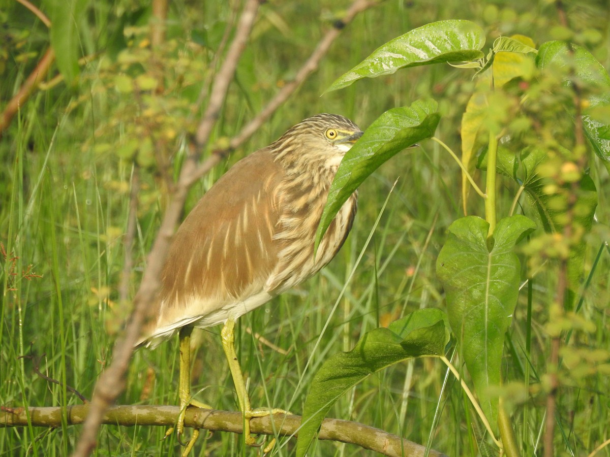 Indian Pond-Heron - ML646337853