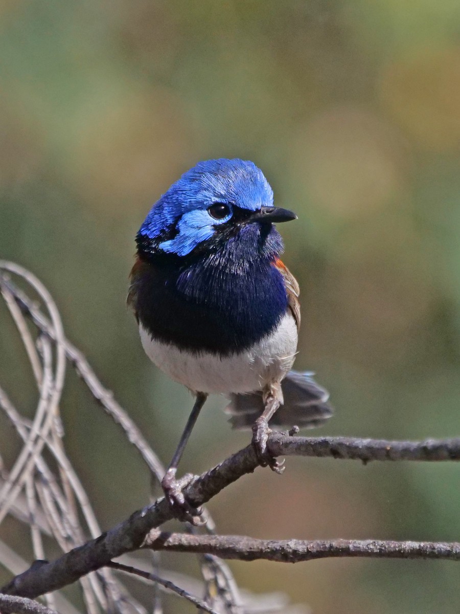 Малюр індиговий - ML646337854