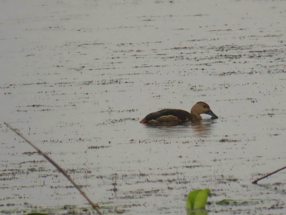 Свистач індійський - ML646337855