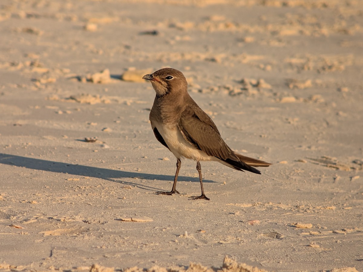Дерихвіст забайкальський - ML646337856