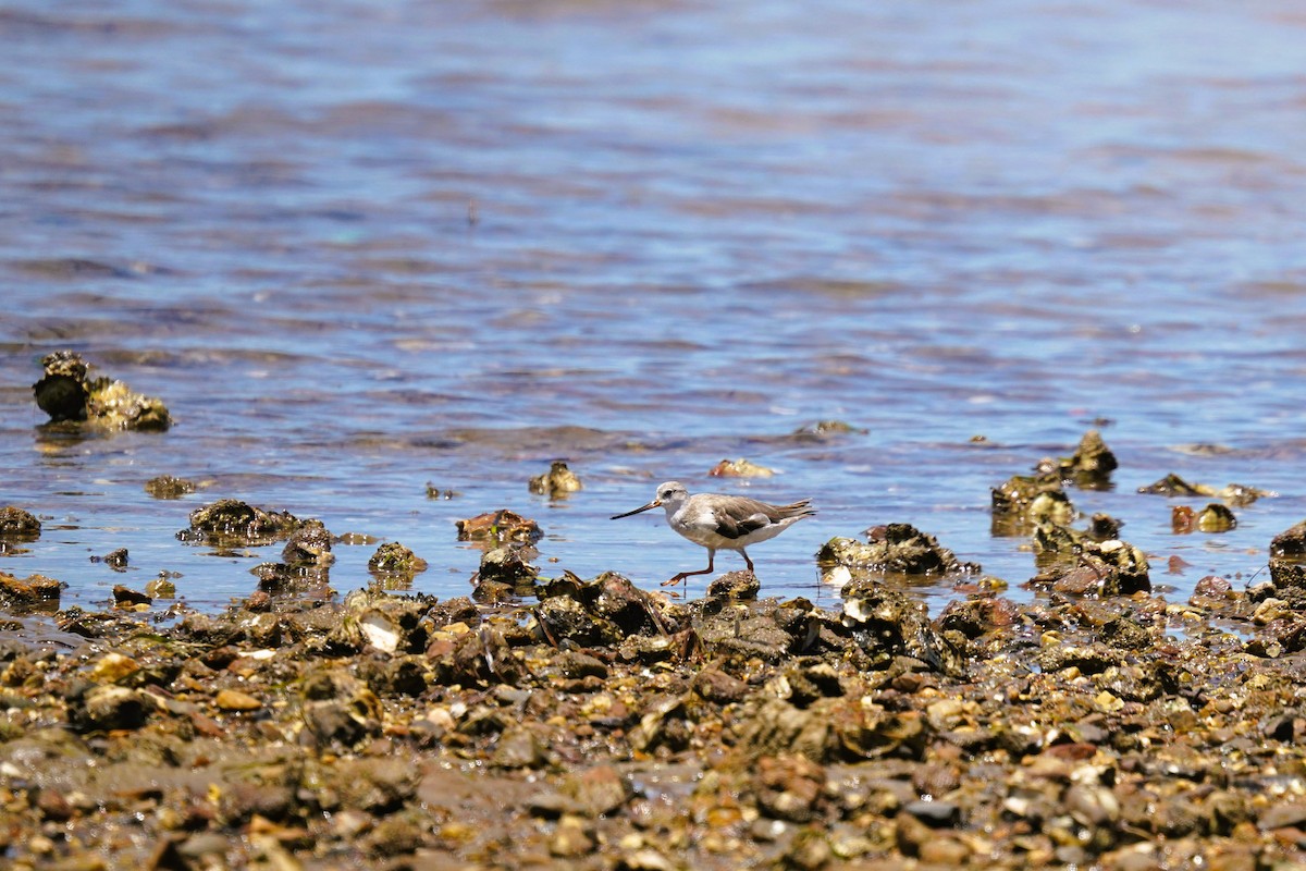 Мородунка - ML646337857