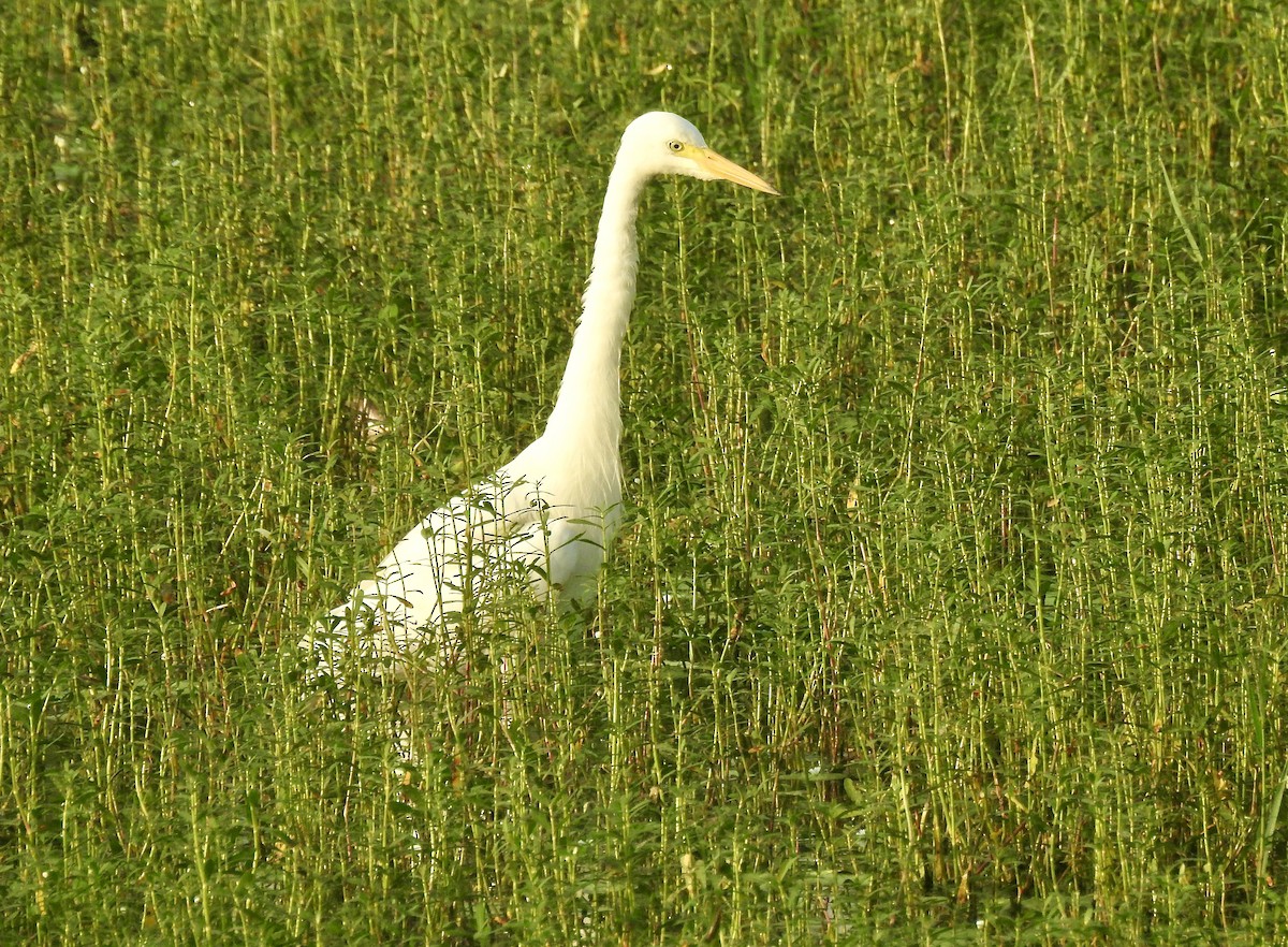 Medium Egret - ML646337858