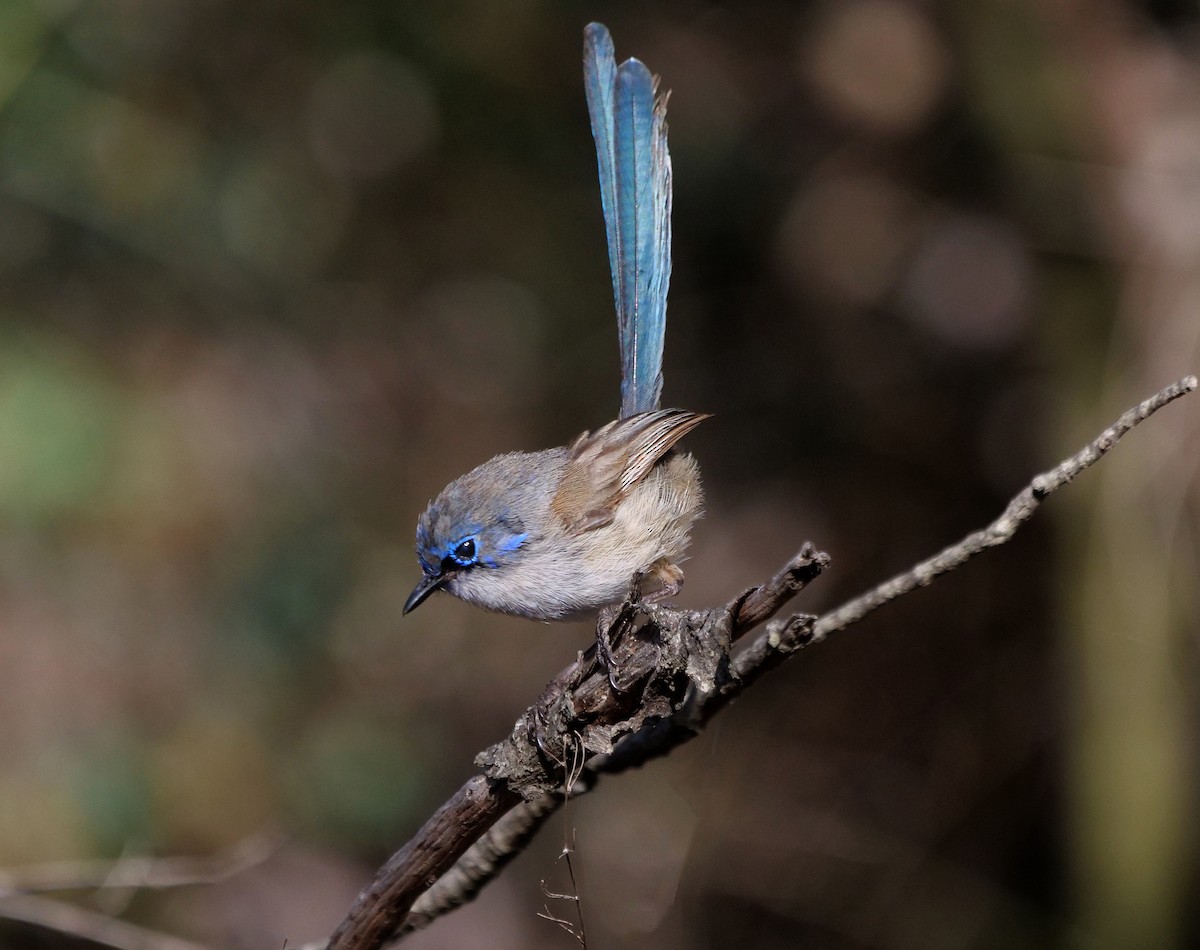 Малюр індиговий - ML646337859