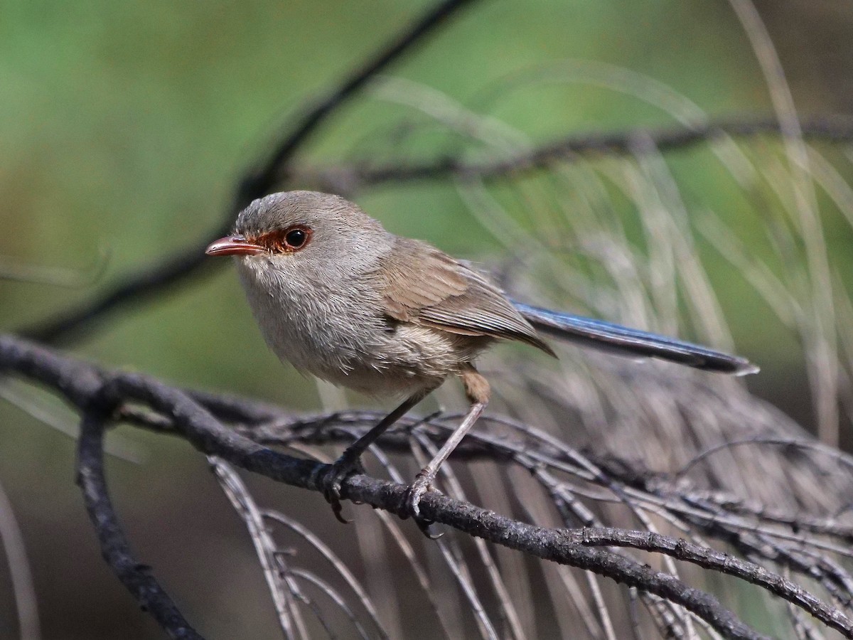 Малюр індиговий - ML646337860