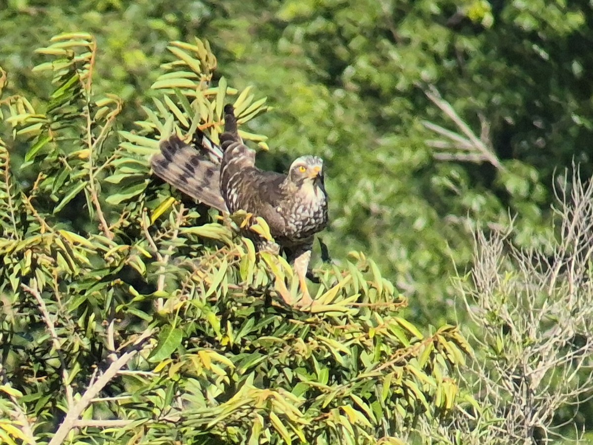 Канюк яструбиний - ML646337861