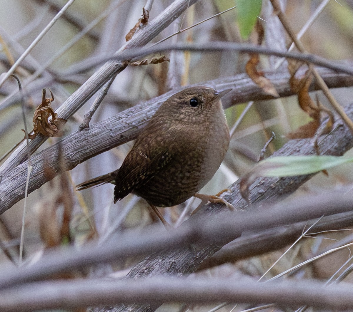 Волоочко кордильєрське/канадське - ML646337862