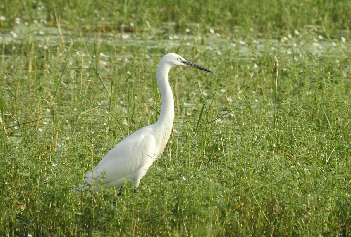 silkehegre - ML646337863