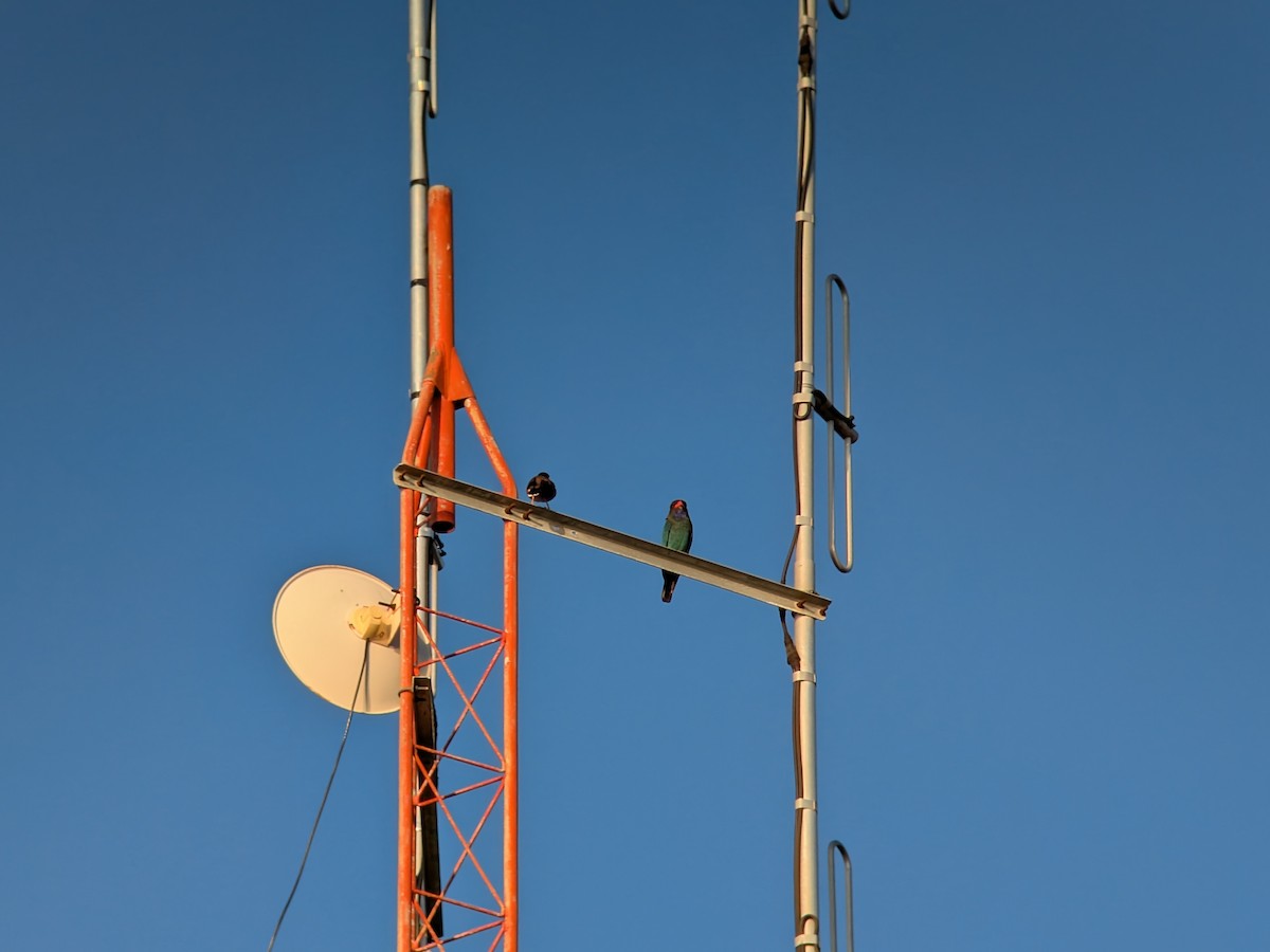 Широкорот східний - ML646337865