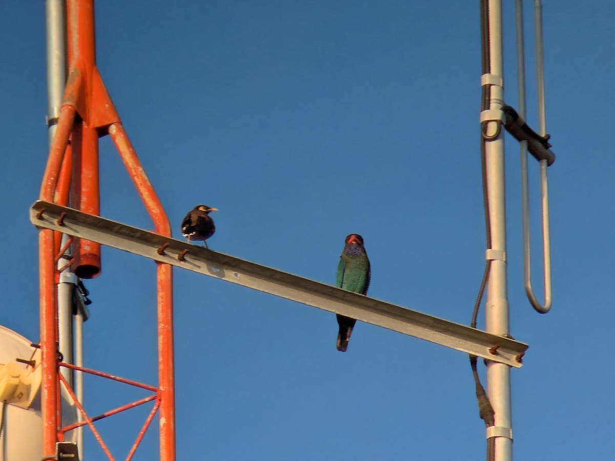 Широкорот східний - ML646337866