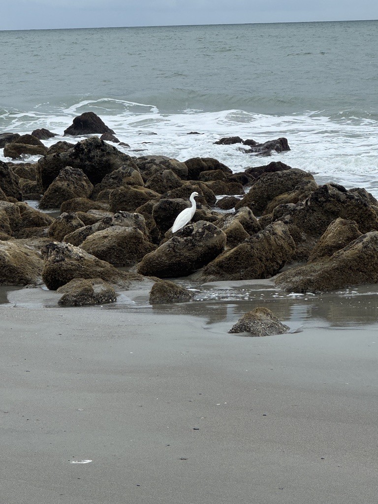 Чепура американська - ML646337867