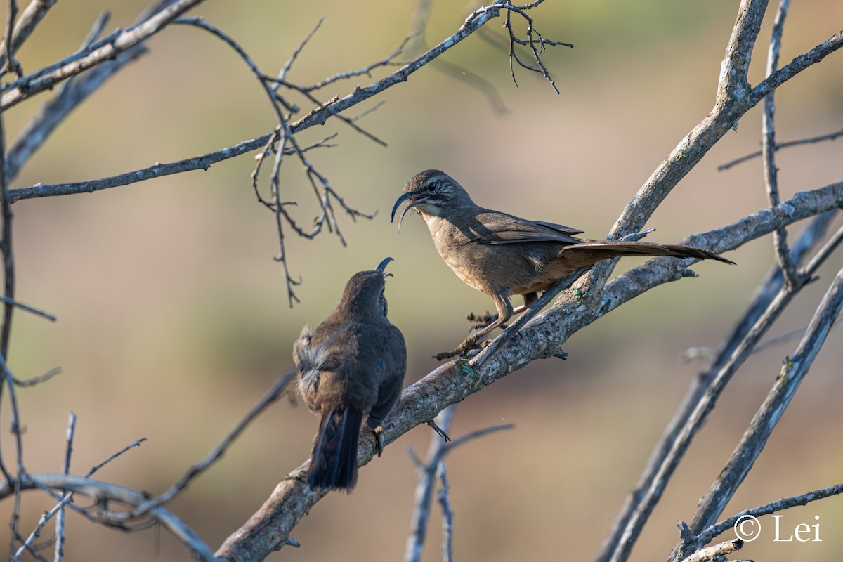 Тремблер каліфорнійський - ML646337868