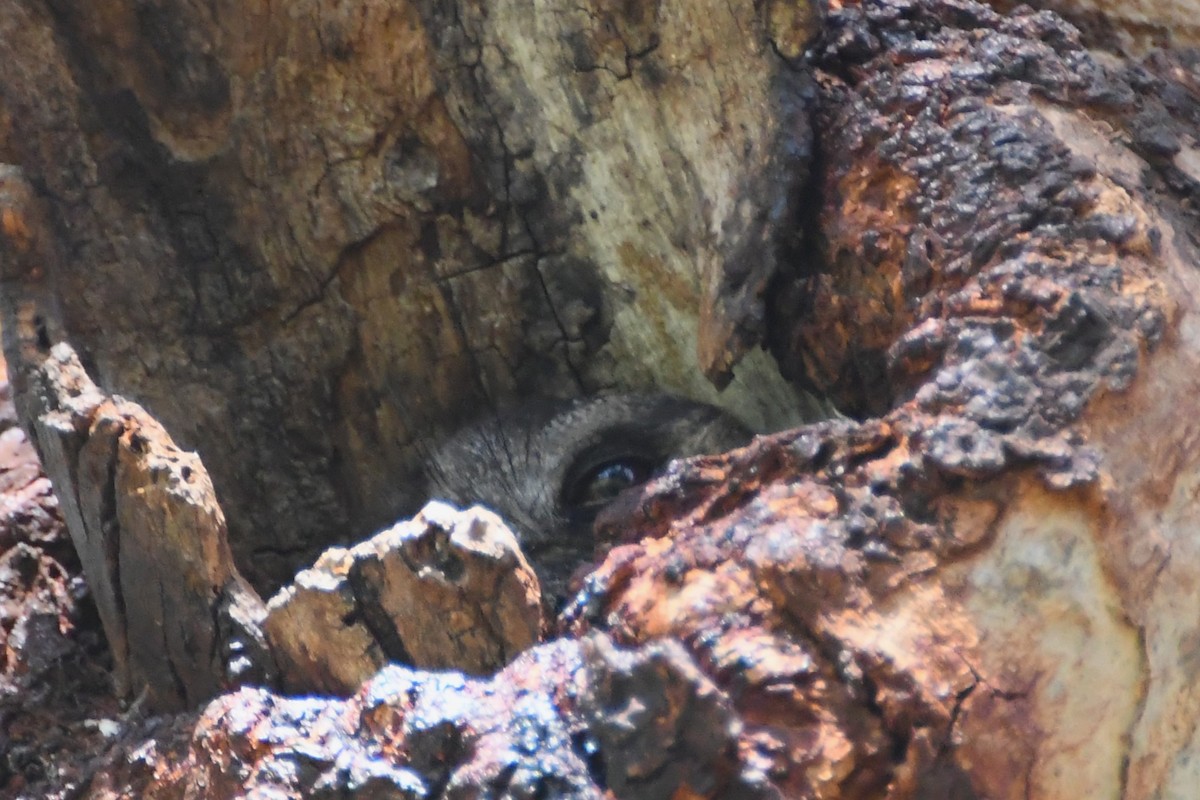 Еготело австралійський - ML646337869