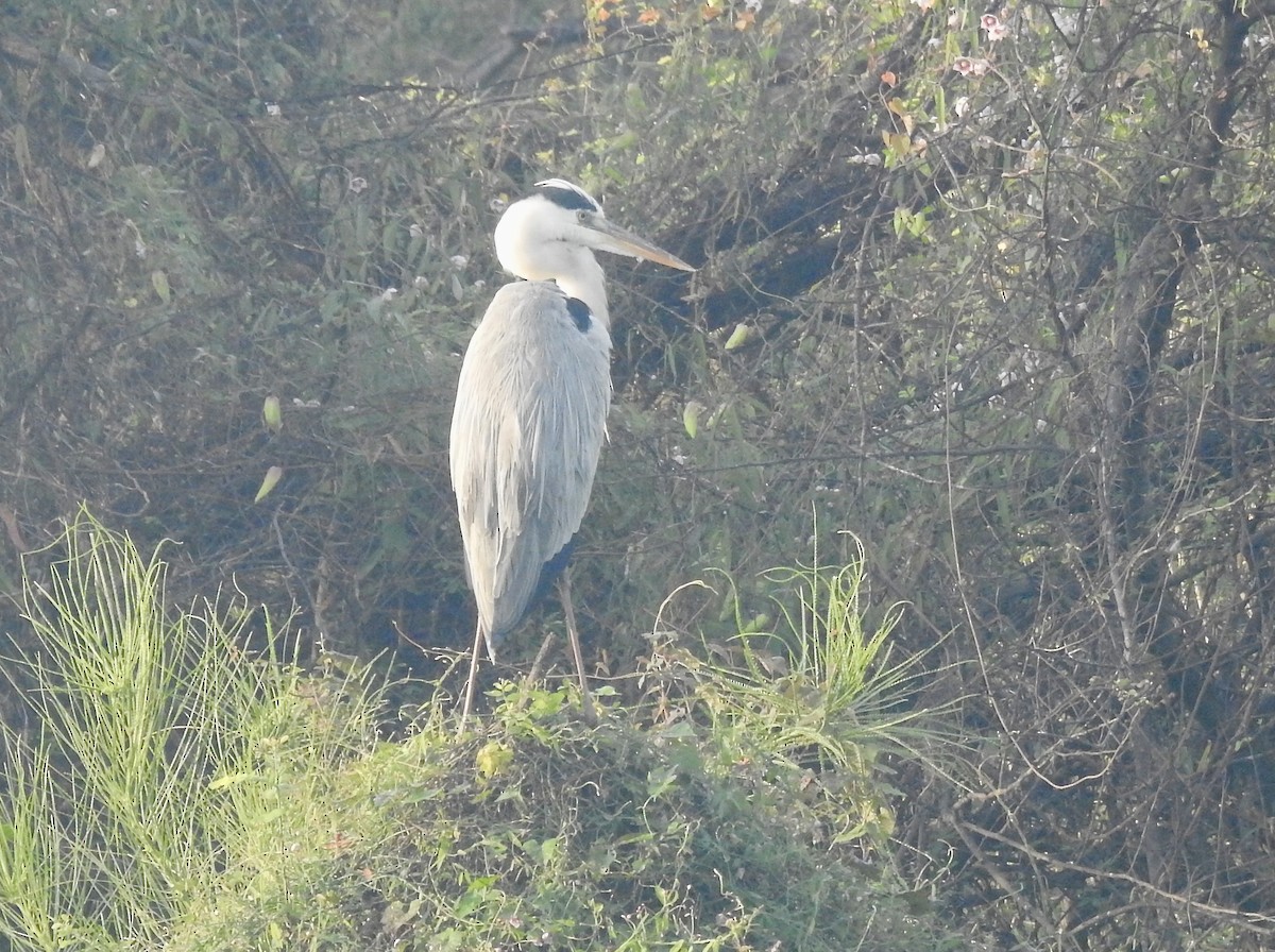 gråhegre - ML646337870