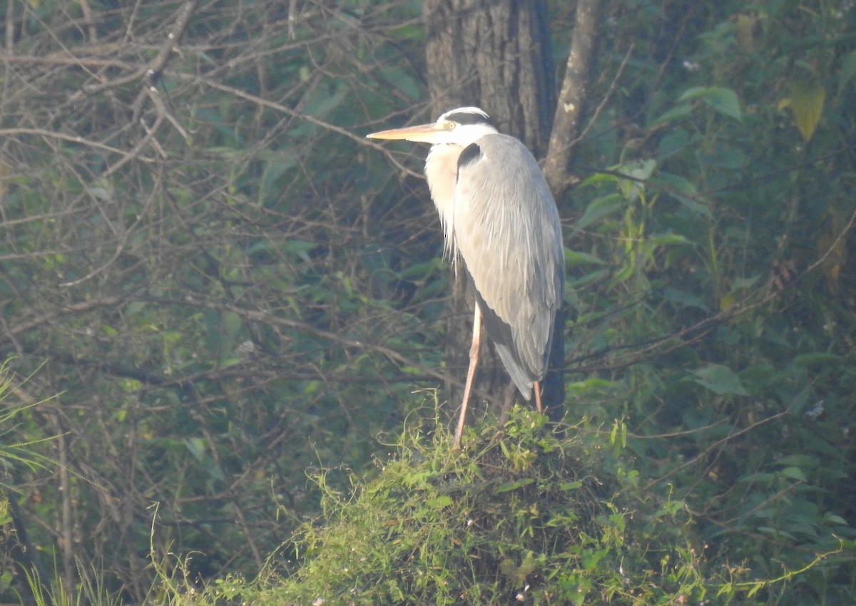 gråhegre - ML646337871