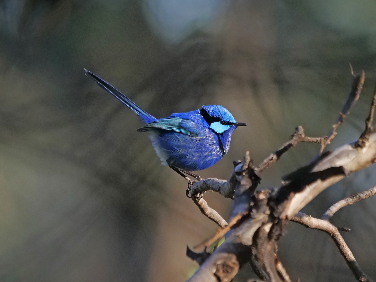 Splendid Fairywren - ML646337873