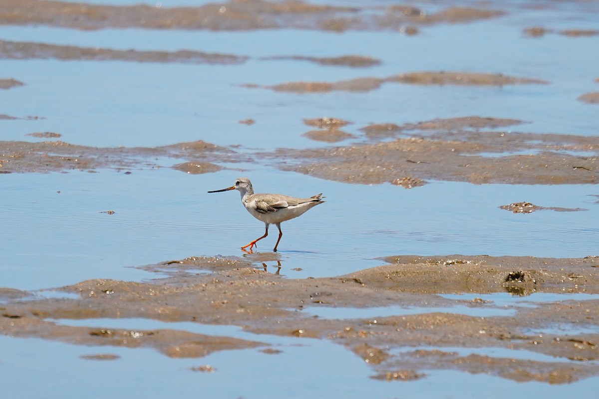 Мородунка - ML646337874