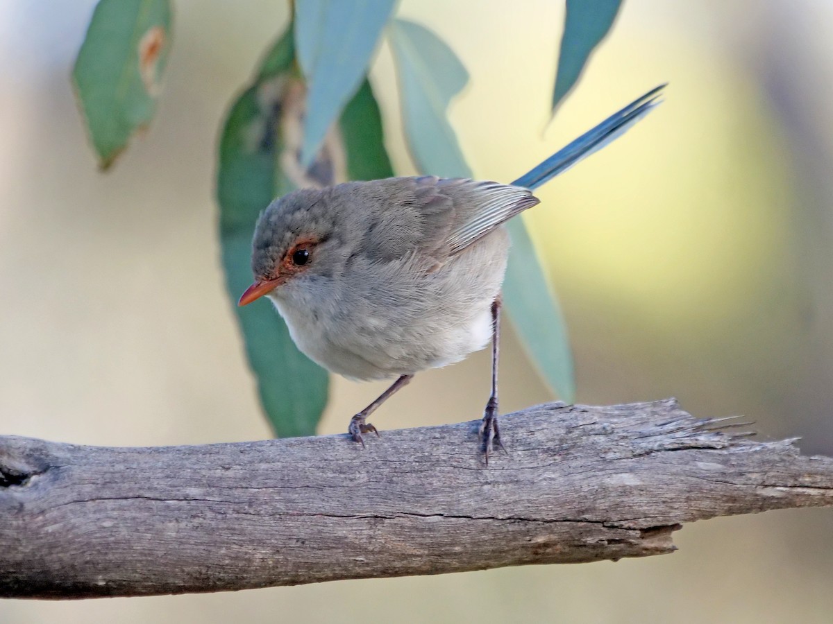 Splendid Fairywren - ML646337875
