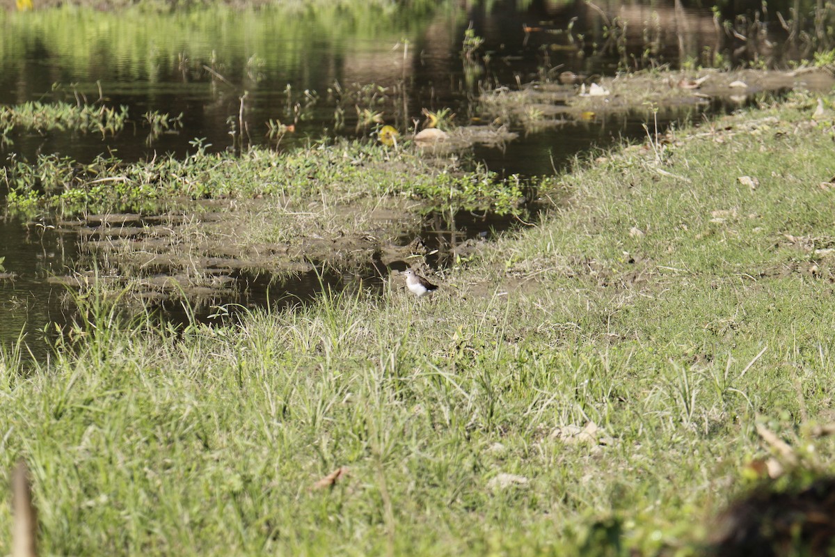 Канарниця сіроголова - ML646337878