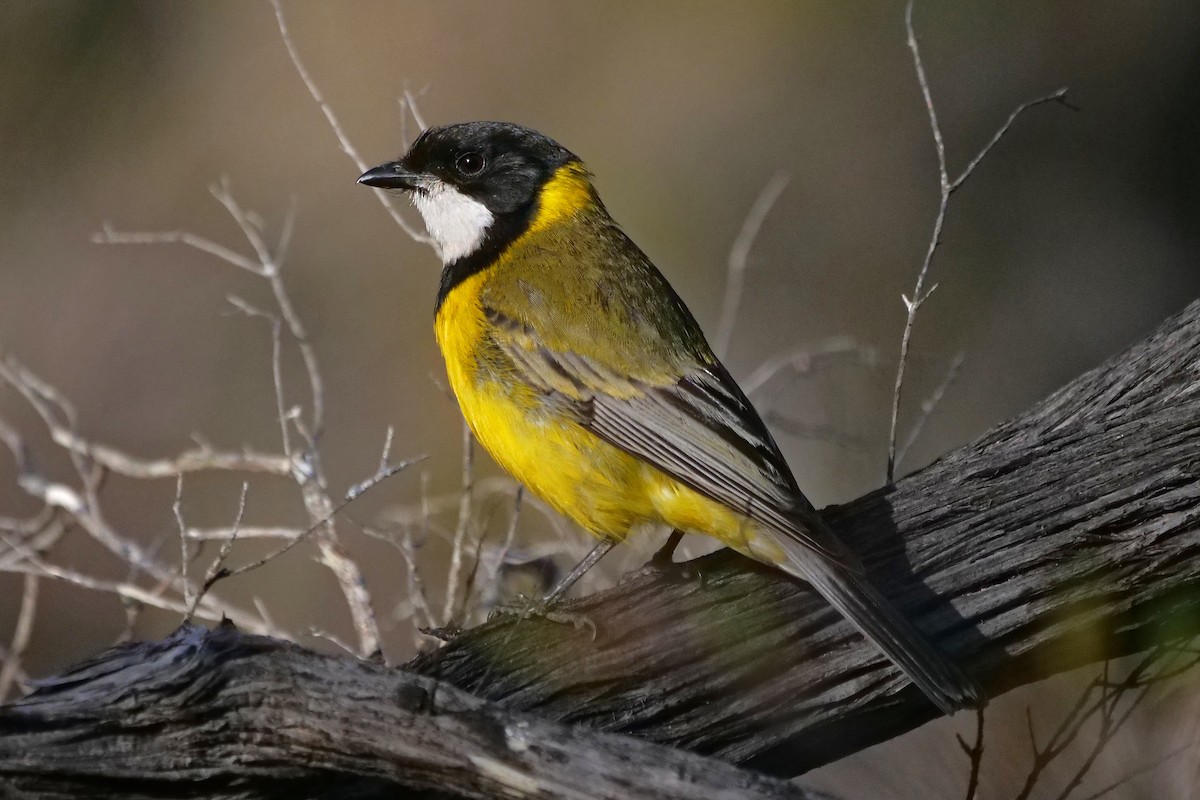 Golden Whistler - ML646337879