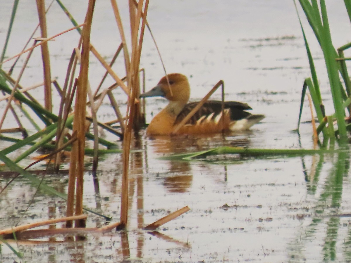 Свистач індійський - ML646337880
