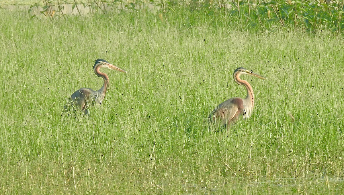 purpurhegre - ML646337881