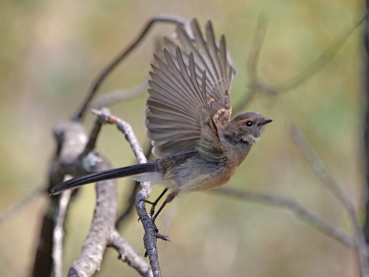 Gray Fantail - ML646337882