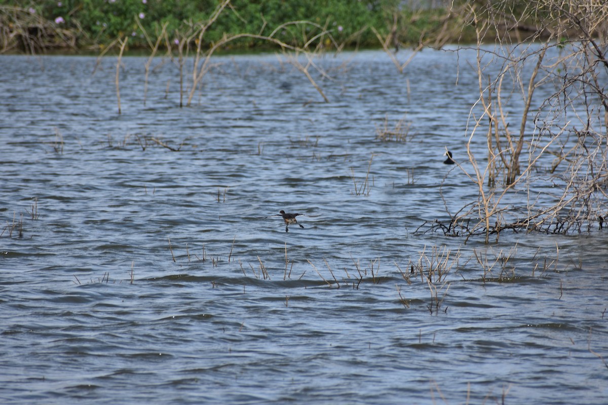 Little Grebe - ML646337886