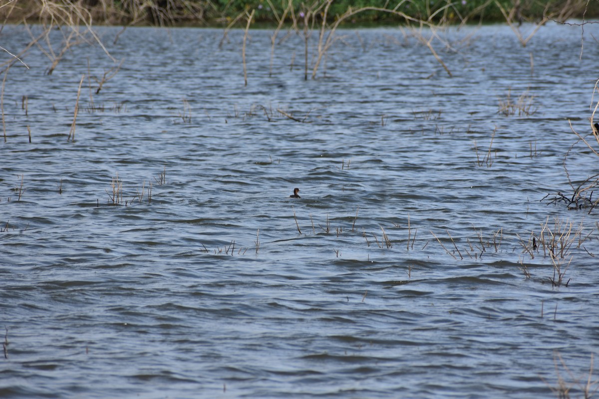 Little Grebe - ML646337887