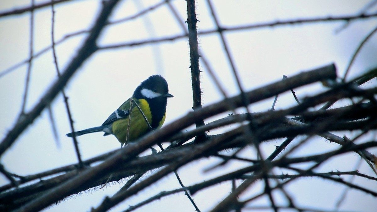 Carbonero Dorsiverde - ML646337888